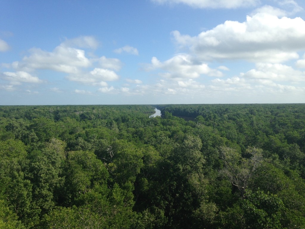 A large green field with trees in the background  Description automatically generated