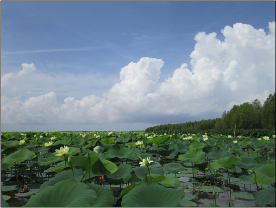 A large green field  Description automatically generated